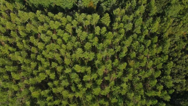 Drone flying over Pine trees