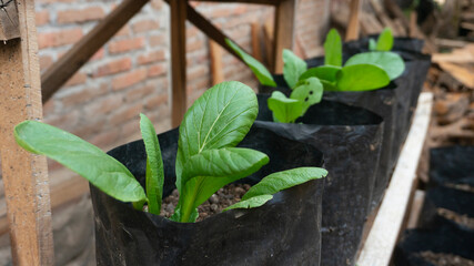 Mustard plants in polybags, one of the limited land uses for gardening