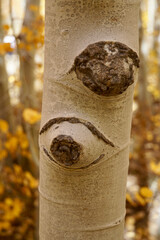Close-up view of an aspen trunk, with its distinctive eye features, and golden colors in the background