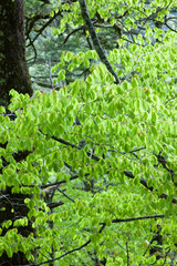 Fototapeta premium 新緑の森