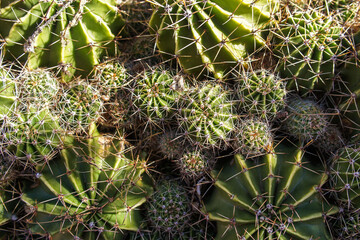 close up of cactus background