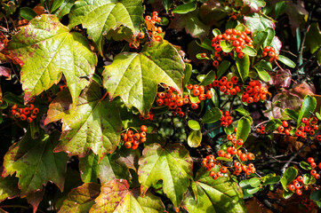 autumn leaves and berries background
