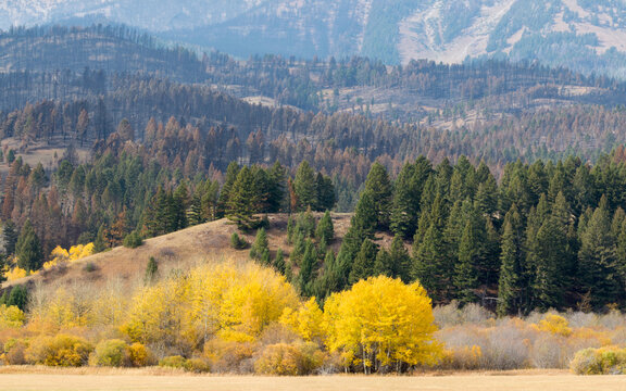 colorful autumn landscape in the Bridger Mountains of Montana	