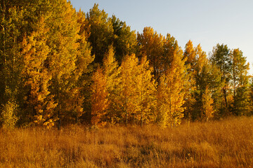Fototapeta premium Scenic landscape view of a meadow with fall colors with warm golden hour light