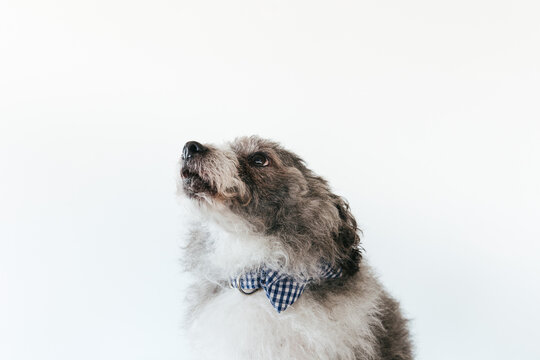 Fluffy dog with bow tie on white background