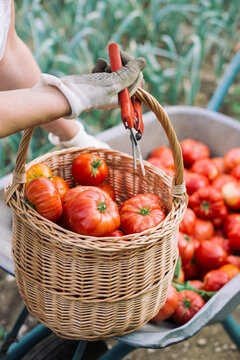 Tomato harvest