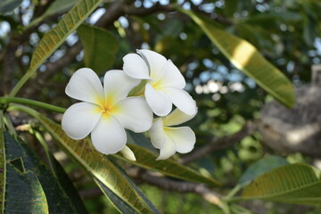 Colorful white flowers in the garden. Plumeria flower blooming.	
