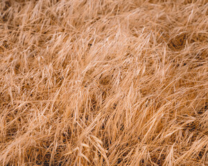 Seagrasses near Santa Monica beach in Los Angeles, CA