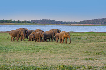 wild elephants in the jungle Nationalpark Lahugala near Polonaruwa