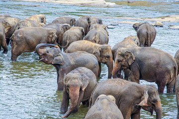 hugging elephants in the river in Pinnawella