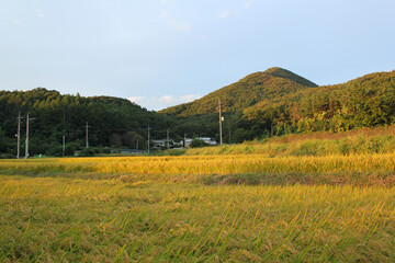 autumn golden rice field.