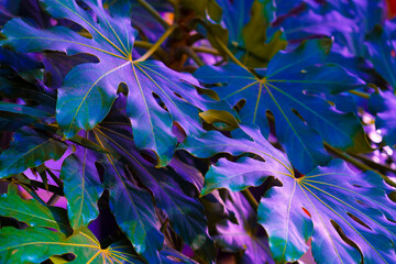 PURPLE LEAVES