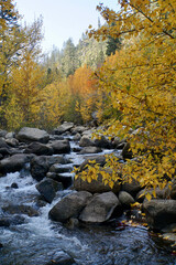 Scenic landscape view of trees with golden fall colors framing a river with large boulders
