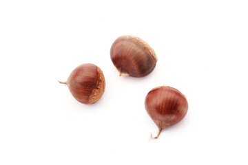 chestnut isolated white background