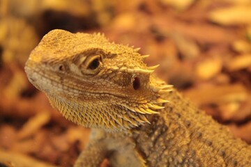 Agama Macro