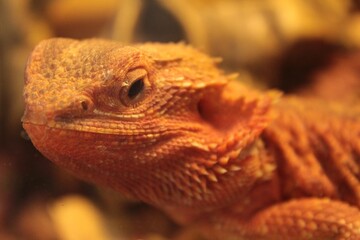 Agama