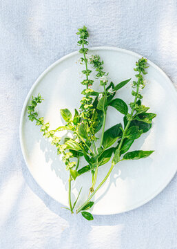 Fresh picked thai basil on white plate and linen background
