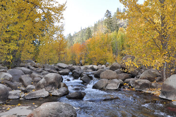 Fall colors near a flowing river at Hope Valley, California