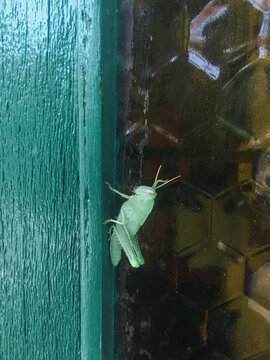 Grasshopper