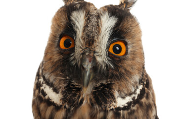 Beautiful eagle owl on white background, closeup. Predatory bird