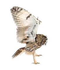 Beautiful eagle owl flying on white background. Predatory bird