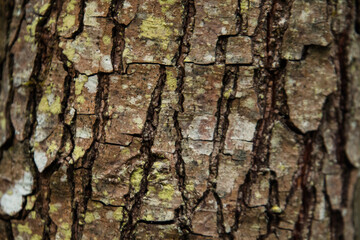 Pine bark brouwn background texture