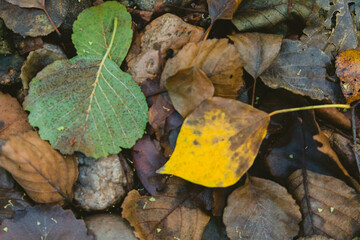 Autumn leaves in the forest floor