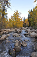 Fototapeta na wymiar Scenic landscape view of trees with golden fall colors framing a river with large boulders 