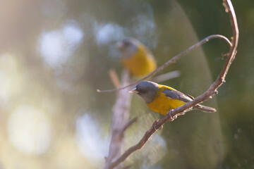 Comesebo, (Phrygilus Patagonicus). Bird of South America. colorful and small bird that can be seen in all the parks of Patagonia.