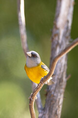 Comesebo, (Phrygilus Patagonicus). Bird of South America. colorful and small bird that can be seen in all the parks of Patagonia.