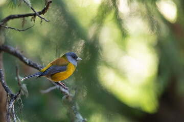 Comesebo, (Phrygilus Patagonicus). Bird of South America. colorful and small bird that can be seen in all the parks of Patagonia.