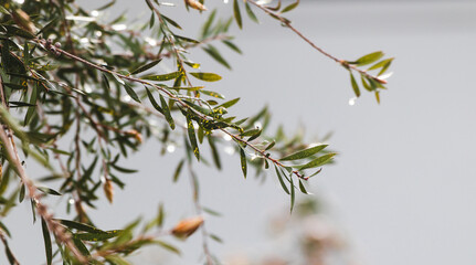 branches of callistemon tree with rain droplets outdoor in backyard shot with telephoto lens