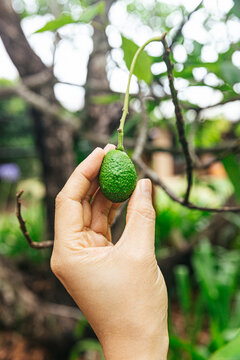 hand holding tiny avocados on avocado tree