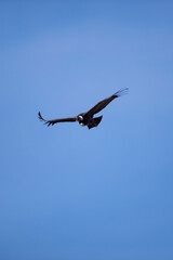 Andean Condor Flying over the Andes Mountain Range. 