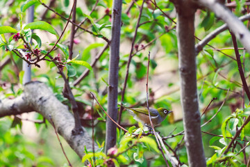green-backed white-eye bird with green feathers and white ring around his eyes munching on blossom tree