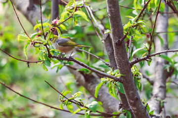 green-backed white-eye bird with green feathers and white ring around his eyes munching on blossom tree