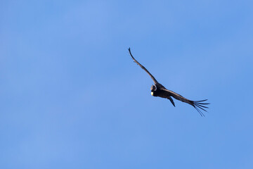 Andean Condor Flying over the Andes Mountain Range. 