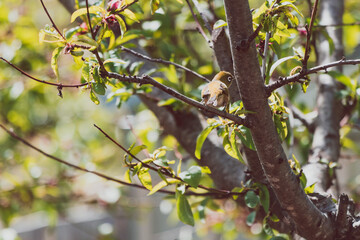 green-backed white-eye bird with green feathers and white ring around his eyes munching on blossom tree