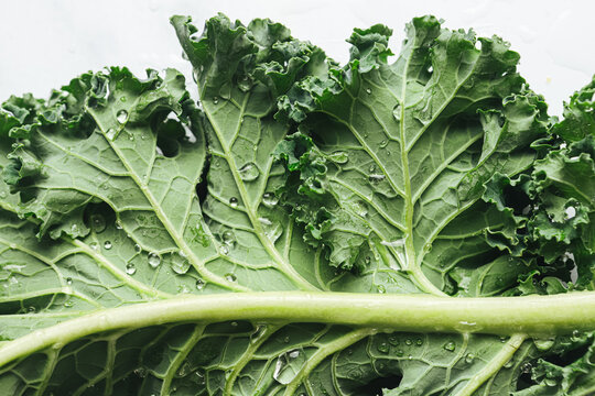 Fresh green kale with water droplets