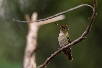 Colibri Austral,  posando en una rama en la Patagonia, Argentina.  © buenaventura13