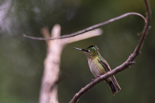 Colibri Austral,  posando en una rama en la Patagonia, Argentina. 
