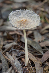 Parasola plicatilis or Coprinus plicatilis (Pleated Inkcap) fungus - NSW, Australia