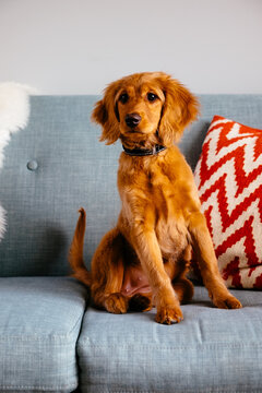 Mini Golden Doodle sitting on a couch looking at the camera.