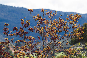 tree with golden and red flowers outdoor shot during golden hour with contrasty light