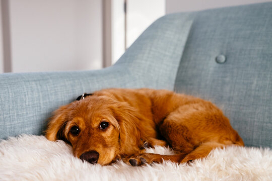 Mini Golden Doodle puppy lying on blue couch