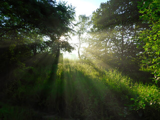 Sunrise in the Forest with Sun Shining Through the Trees into Clearing with Sun Rays Coming Through and Lighting Up Green Trees, Plants and Grass on a Beautiful Summer Morning at Dawn 