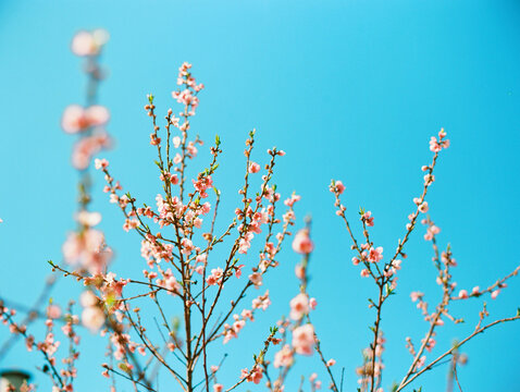 PInk spring blossoms against bright blue sky