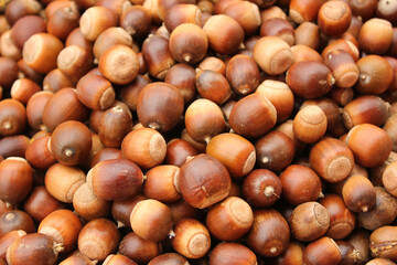 A lot of dried acorn. Autumn background