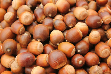 A lot of dried acorn. Autumn background