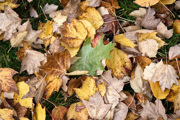 2020-10-26 A VARIETY OF FALL LEAVES ON A PATCH OF GRASS